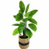 Home Decor * | Sonoma Goods For Life 3-Ft. Artificial Greenery Floor Decor